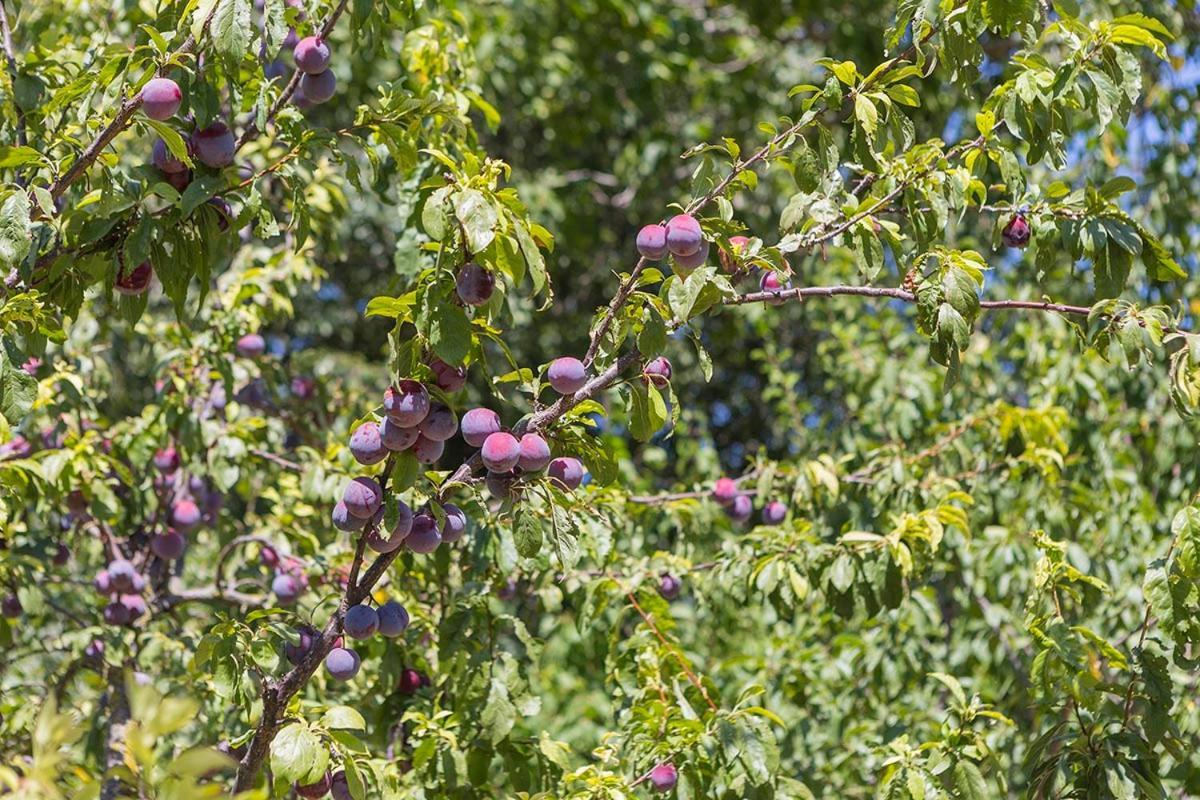 Agriturismo I Melograni Ferentillo المظهر الخارجي الصورة